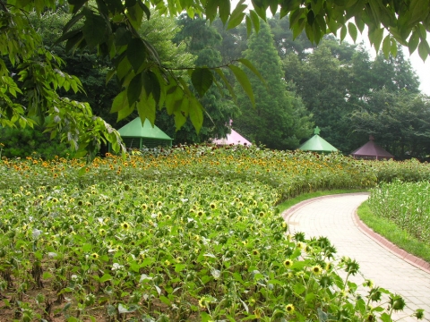 부천시, 8. 1~31 자연학습공원 여름꽃 전시회