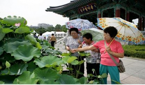 대구시 농업기술센터, ‘연꽃 전시회’ 관람하러 오세요