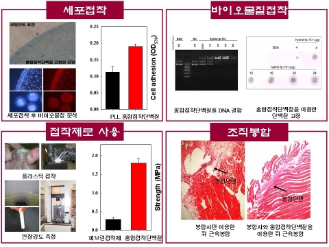 하이브리드 홍합접착제 fp-151를 이용한 다양한 적용분야에의 선행연구 결과들 