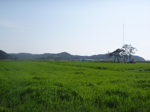 대단위 보리밭단지로 유명세를 타고있는 포항시 호미곶 보리밭전경