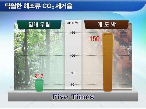 해조류 ‘개도박’ 온실가스 흡수 열대우림의 5배