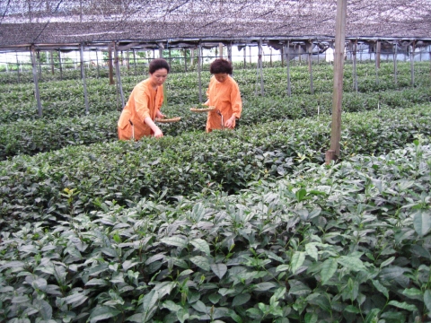 사철 곱고 여린 애기녹차잎을 수확하는 차(茶)전문 농원