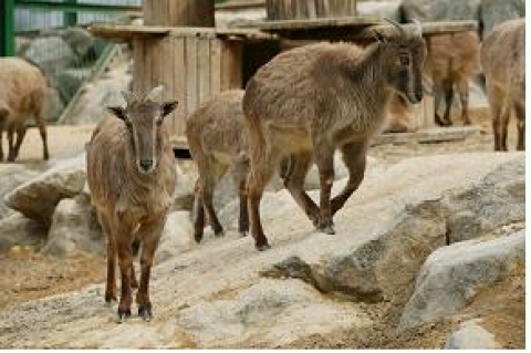 서울대공원, 외국으로 역수출 되는 ‘히말라야타알’