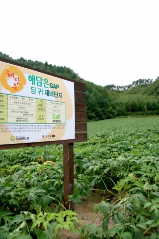 코비한의원, 친환경농법 G.A.P 당귀 계약재배 협약식 가져