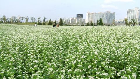 부천시 상동호수공원  메밀꽃 정원 펼쳐져