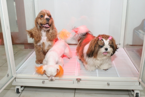 애완동물을 목욕시킨 후 젖은 털을 단시간에(6분-10분) 자동으로  말려주는 “Wellbeing Pet's Dry House - 황제”