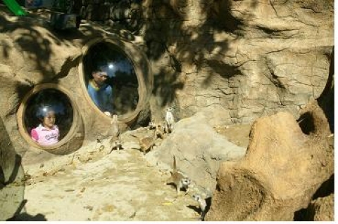 새로 조성된 미어캣 전시방에서 관람창을 통해 미어캣을 살펴보는 관람객