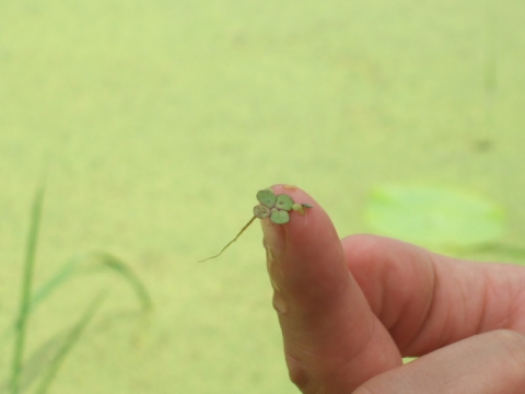 생물다양성을 살린 유기재배 논에서 볼 수 있는 녹조류 