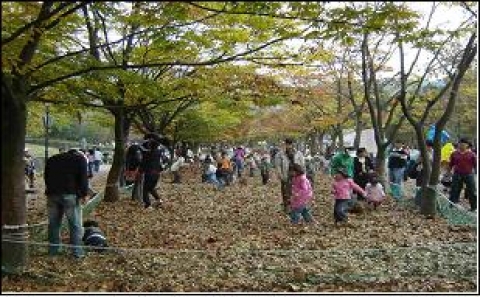서울대공원 단풍풀장(느티나무 등) 