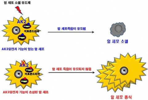세포내의 소기관인 미토콘드리아에 존재하는 AK2(아데닐레이트 키나제 2)는 암세포죽음을 유도하여 암세포를 제거하는 과정에 관여한다. 암세포와 같은 비정상적인 세포가 발생할 경우 A