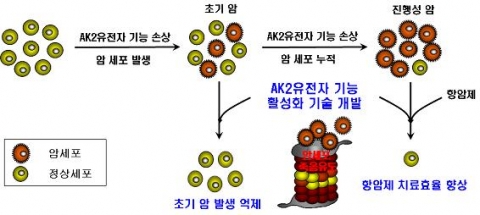 암세포에서 AK2유전자 기능을 활성화시키는 약물 혹은 유전자를 발굴하여 암 세포 죽음을 유도하게 되면 초기 암 발생을 억제할 수 있고, 이미 진행된 암을 항암제를 사용하여 효율적으
