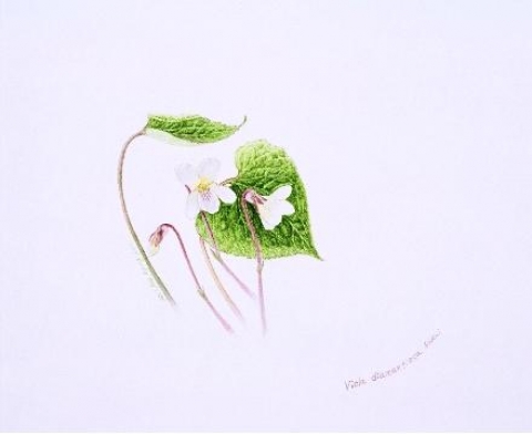 세밀화 ‘금강제비꽃’ 김혜경作