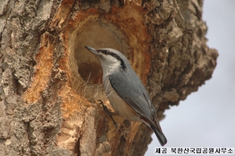 동고비