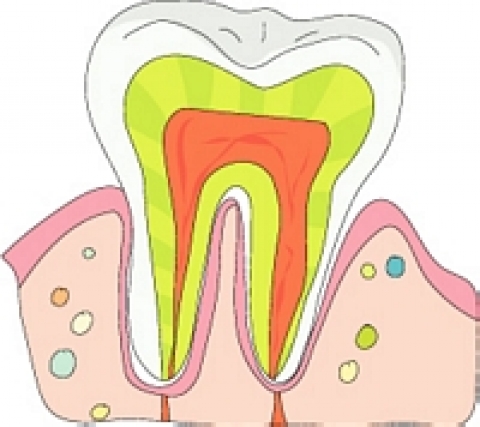 어금니, 첫 관리가 중요...중년은 잇몸관리 수반해야