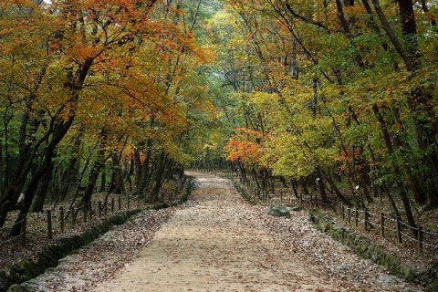 광릉 진입로 단풍길