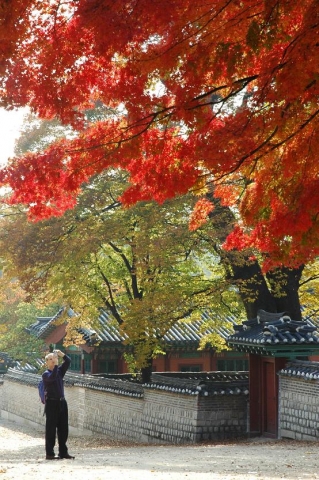 창덕궁 후원입구의 단풍