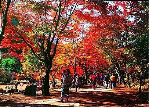 코레일, 10월말~11월말 기차로 떠나는 단풍열차