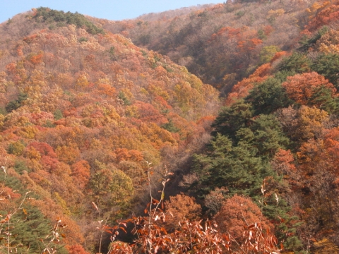 음악회가 열리는 행사장 주위의 참나무단풍군락 장면