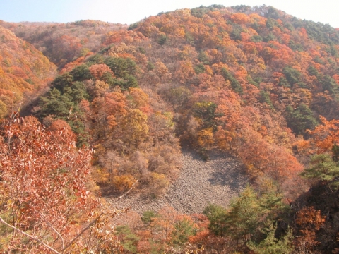 음악회가 열리는 행사장 주위의 참나무단풍군락 장면