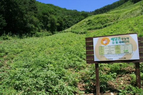 약재 강활 재배단지 전경