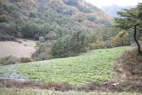 약재 추수 전경