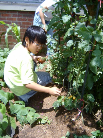 로하스 텃밭에서 토마토를 수확하는 어린이