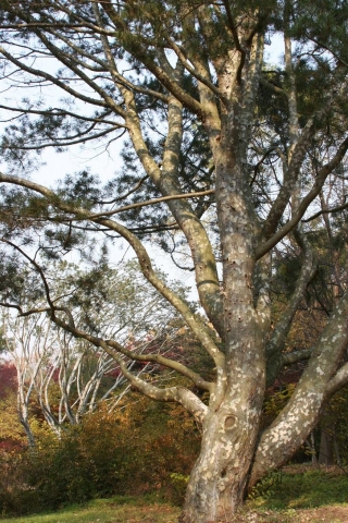 백 송