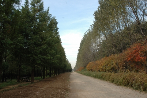 메타세콰이어 바깥쪽 길
