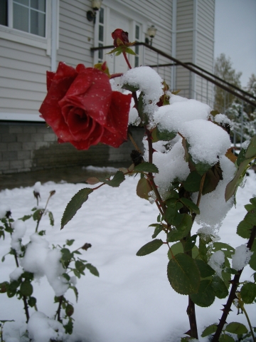 아직도 장미꽃잎은 새빨간데 그 위에 하얀 눈이 두껍게 덮였다