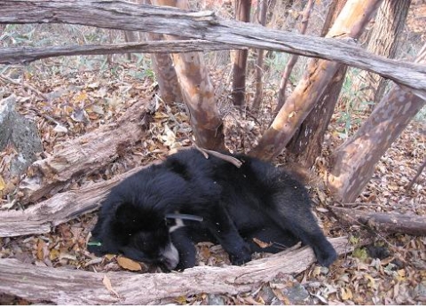 폐사 상태로 발견된 달궁