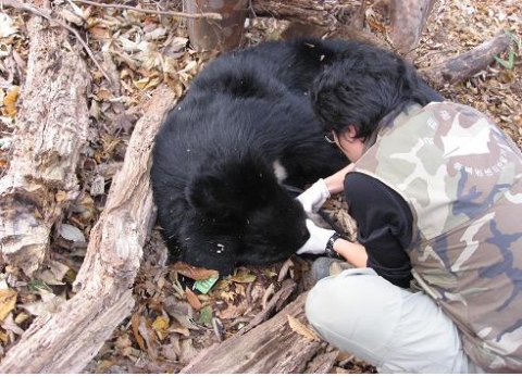 사체를 검사중인 수의사