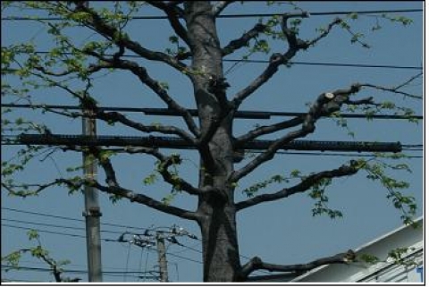 수목보호 절연커버 설치사례