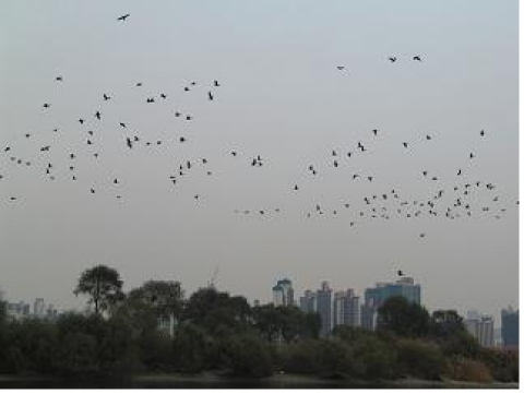 밤섬 민물가마우지 군무