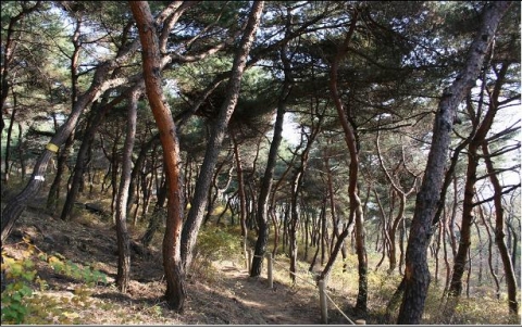 남산위에 저 소나무 생태경관보전지역으로 철갑을 두르다