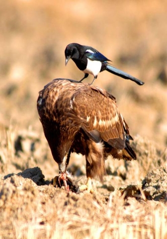 대 상 - 한강의 흰꼬리수리(이재흥)