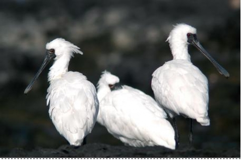 우수상 - 제주도의 저어새(최창용)