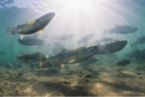 가작 - 연 어(김남덕)