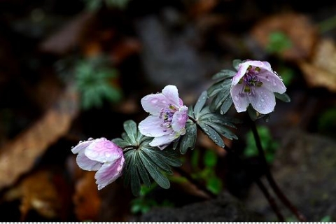 가작 - 변산바람꽃(박성배)