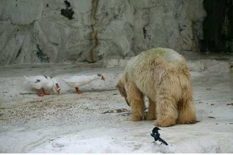 현재 거위와 함께 동거동락하며 생활하고 있는 북극곰 ‘민국’