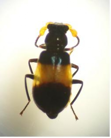 의병벌레과(Laius tsushimensis)