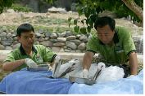 황새 첫 자연부화 성공