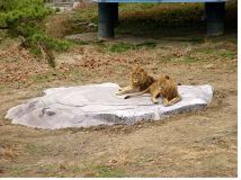 호랑이․사자 무상임대