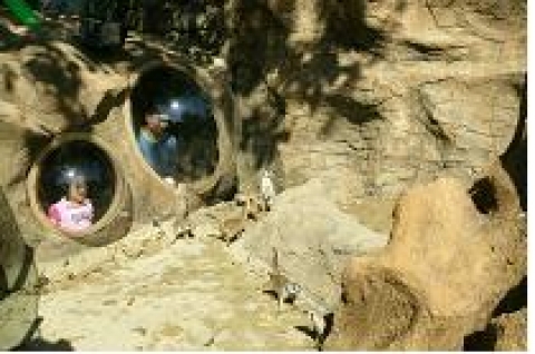 사막의 파수꾼‘미어캣’