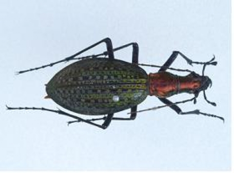윤조롱박딱정벌레 (Acoptolabrus lechi yooni Deuve)