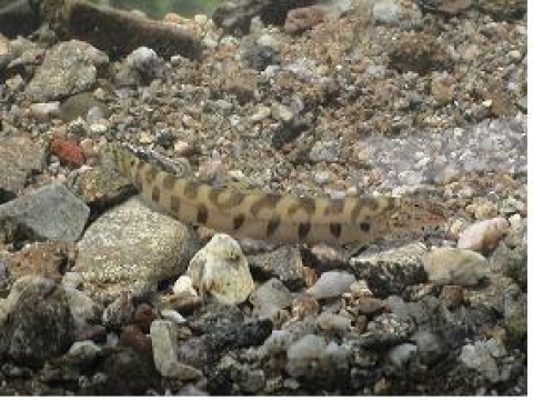 부안종개 (Iksookimia koreensis pumilus (Kim and Lee))