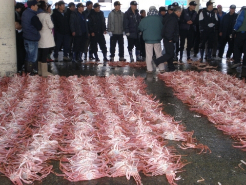 전국 대게 위판물량 절반이상 구룡포항에서 생산