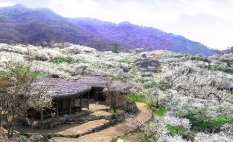 광양 매화마을 전경