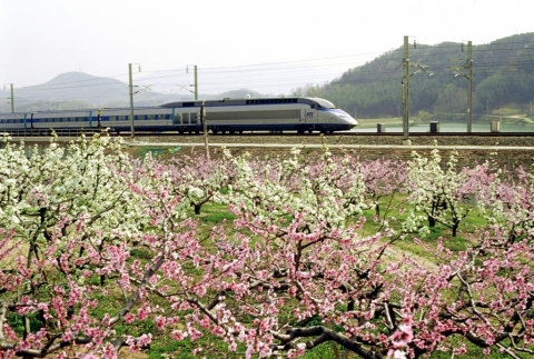 봄꽃과 KTX