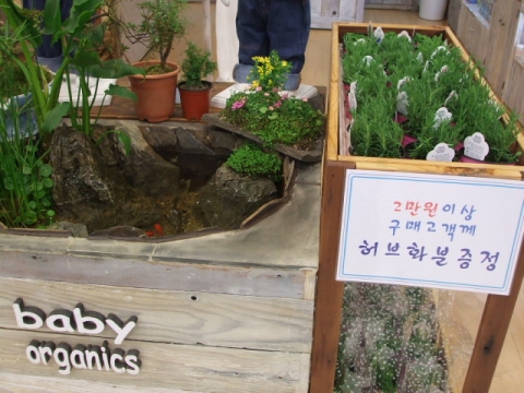 구매고객에게 로즈마리,라벤더 등 허브화분을 증정하는 베이비오가닉매장