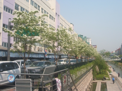 청계천로 이팝나무꽃